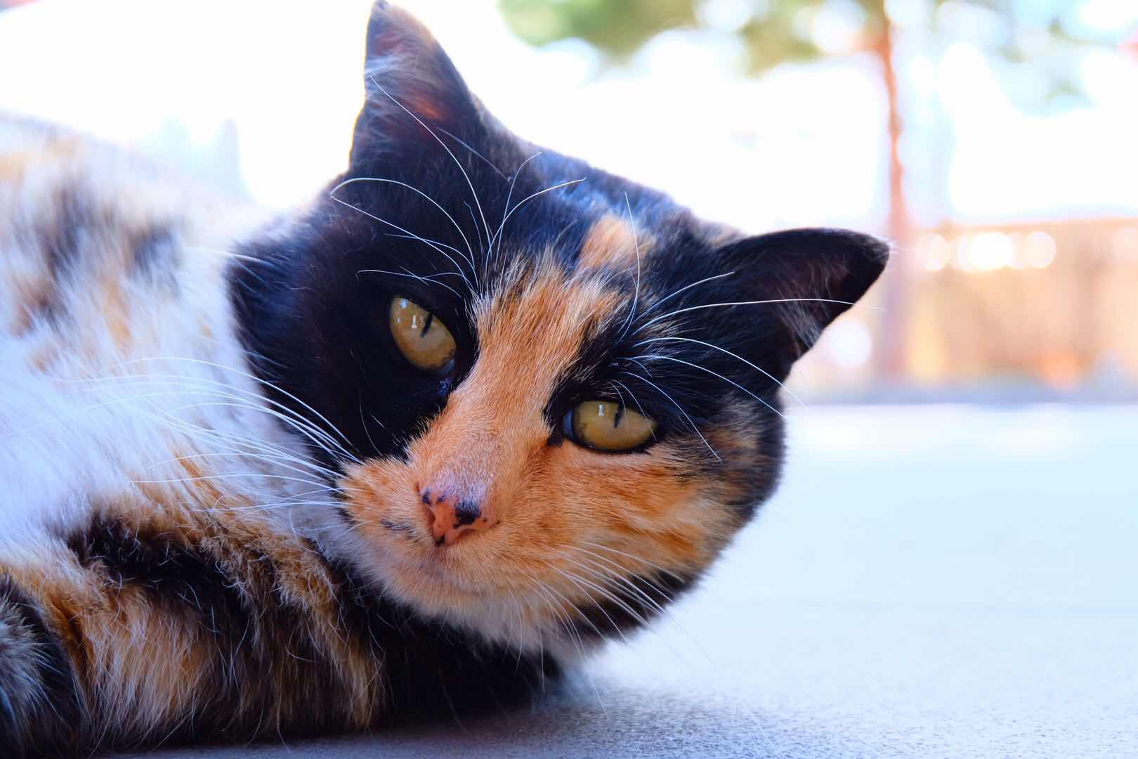 喵星人看过来了